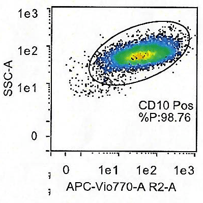CD10 Expression in Dermal Fibroblasts