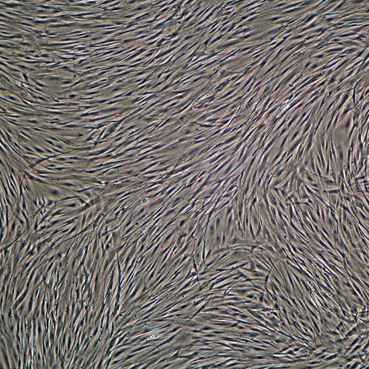 Dermal Fibroblasts